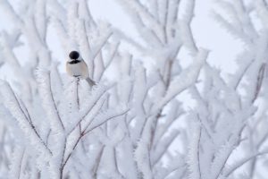 snow, Bird, Winter, Beautiful, Nature, Tree