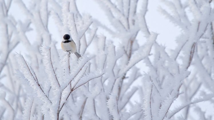 snow, Bird, Winter, Beautiful, Nature, Tree HD Wallpaper Desktop Background