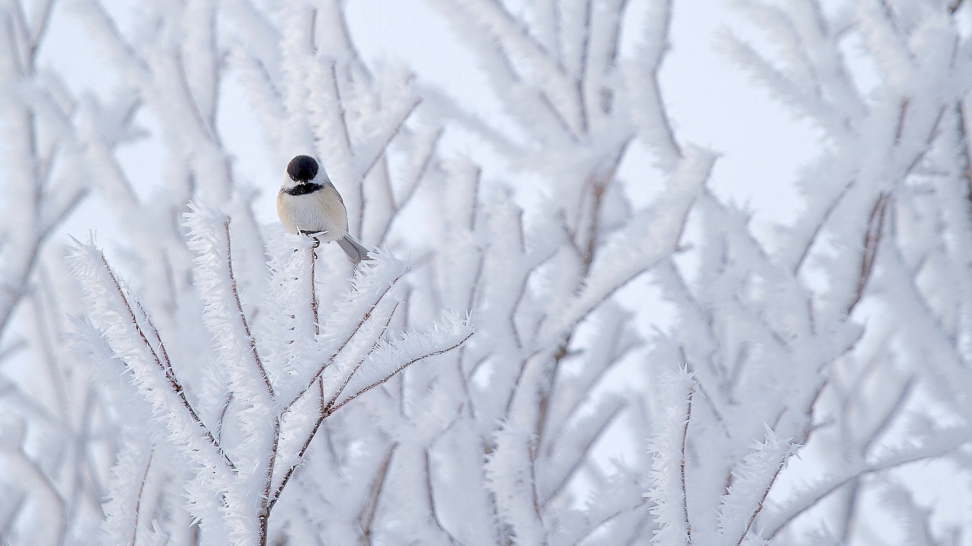 snow, Bird, Winter, Beautiful, Nature, Tree Wallpaper
