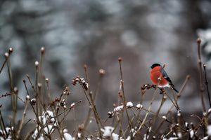 snow, Branches, Bird, Red, Animal, Winter, Snow, Nature