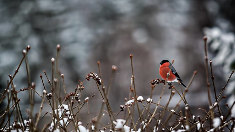 snow, Branches, Bird, Red, Animal, Winter, Snow, Nature HD Wallpaper Desktop Background