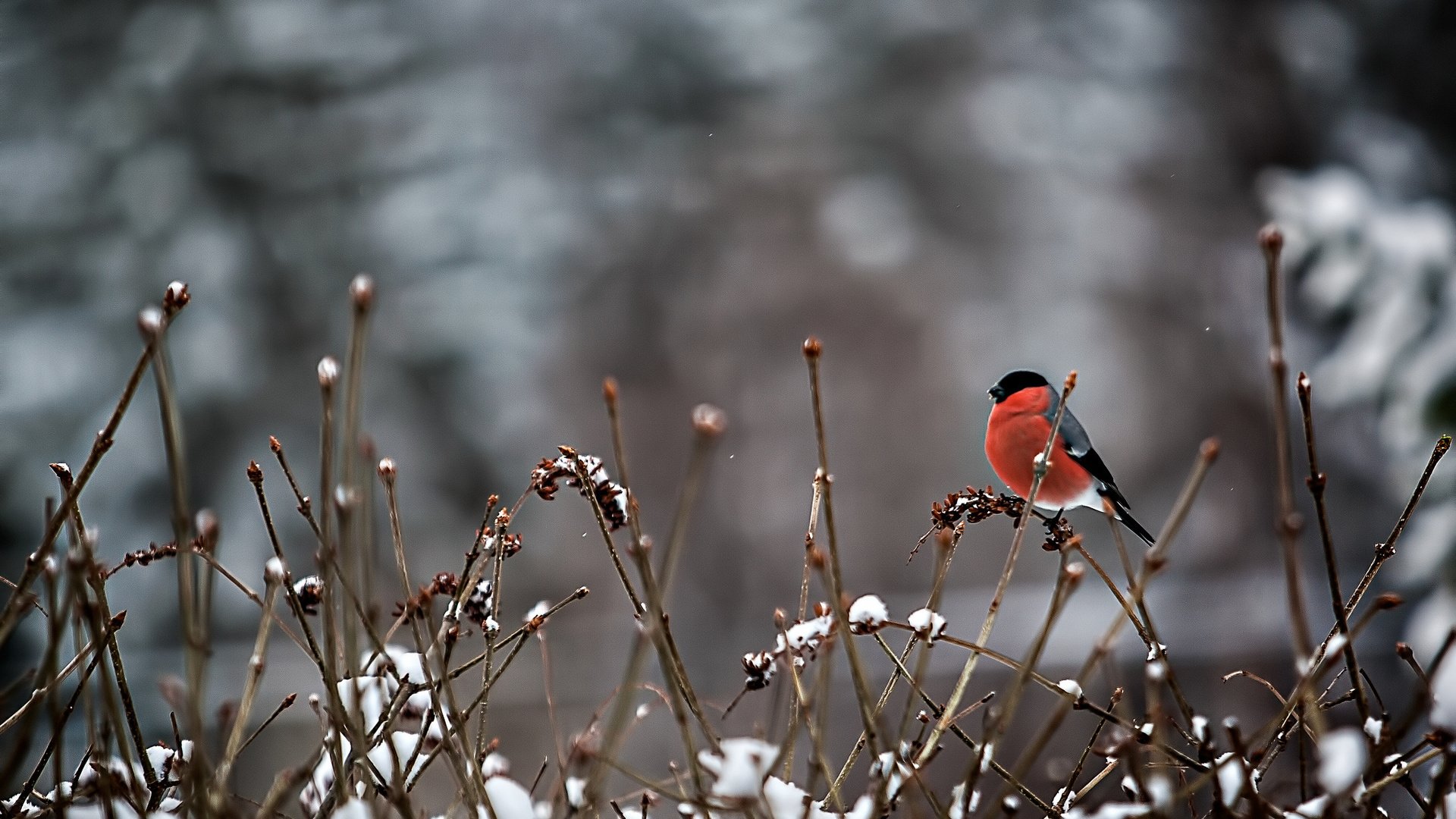 snow, Branches, Bird, Red, Animal, Winter, Snow, Nature Wallpaper