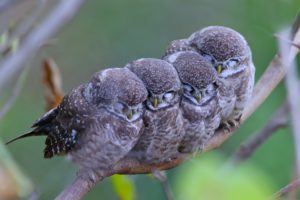 birds, Landscapes, Nature, Sleep, Owls, Group, Four, Twigs, Mood