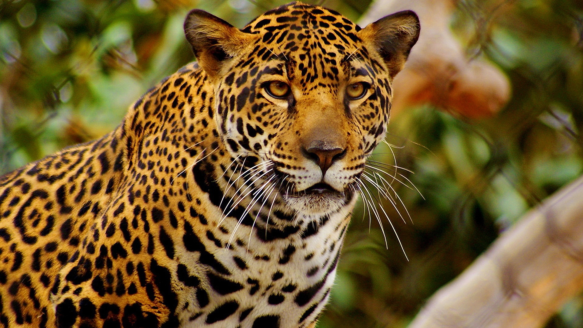 jaguar Wallpaper