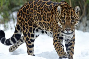 jaguar, Predator, Snow, Eyes, Cat