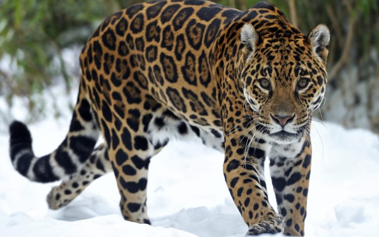 jaguar, Predator, Snow, Eyes, Cat HD Wallpaper Desktop Background
