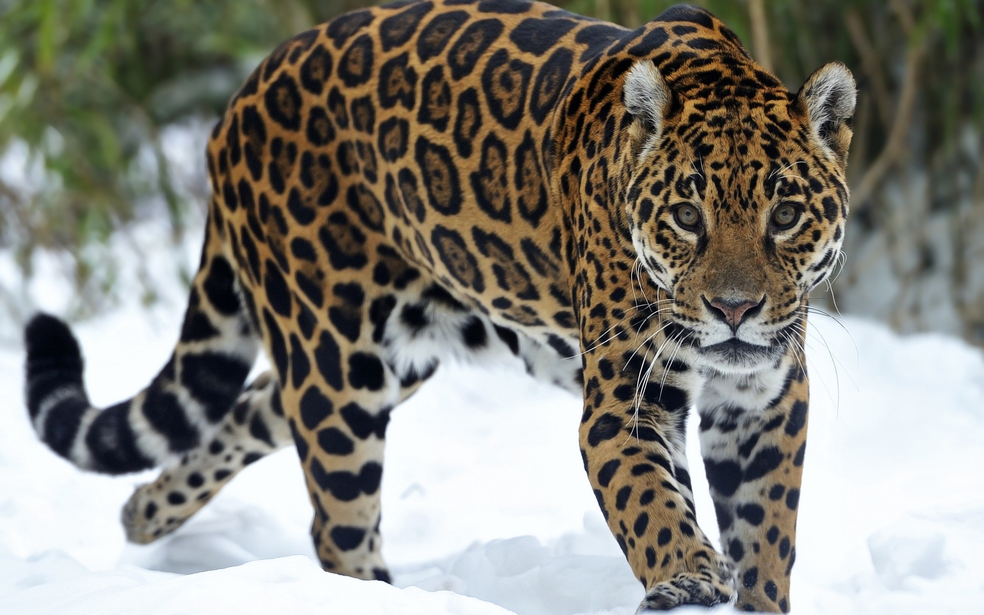 jaguar, Predator, Snow, Eyes, Cat Wallpaper