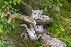leopard, Snow, Leopard, Branch, Hang