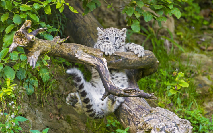 leopard, Snow, Leopard, Branch, Hang HD Wallpaper Desktop Background