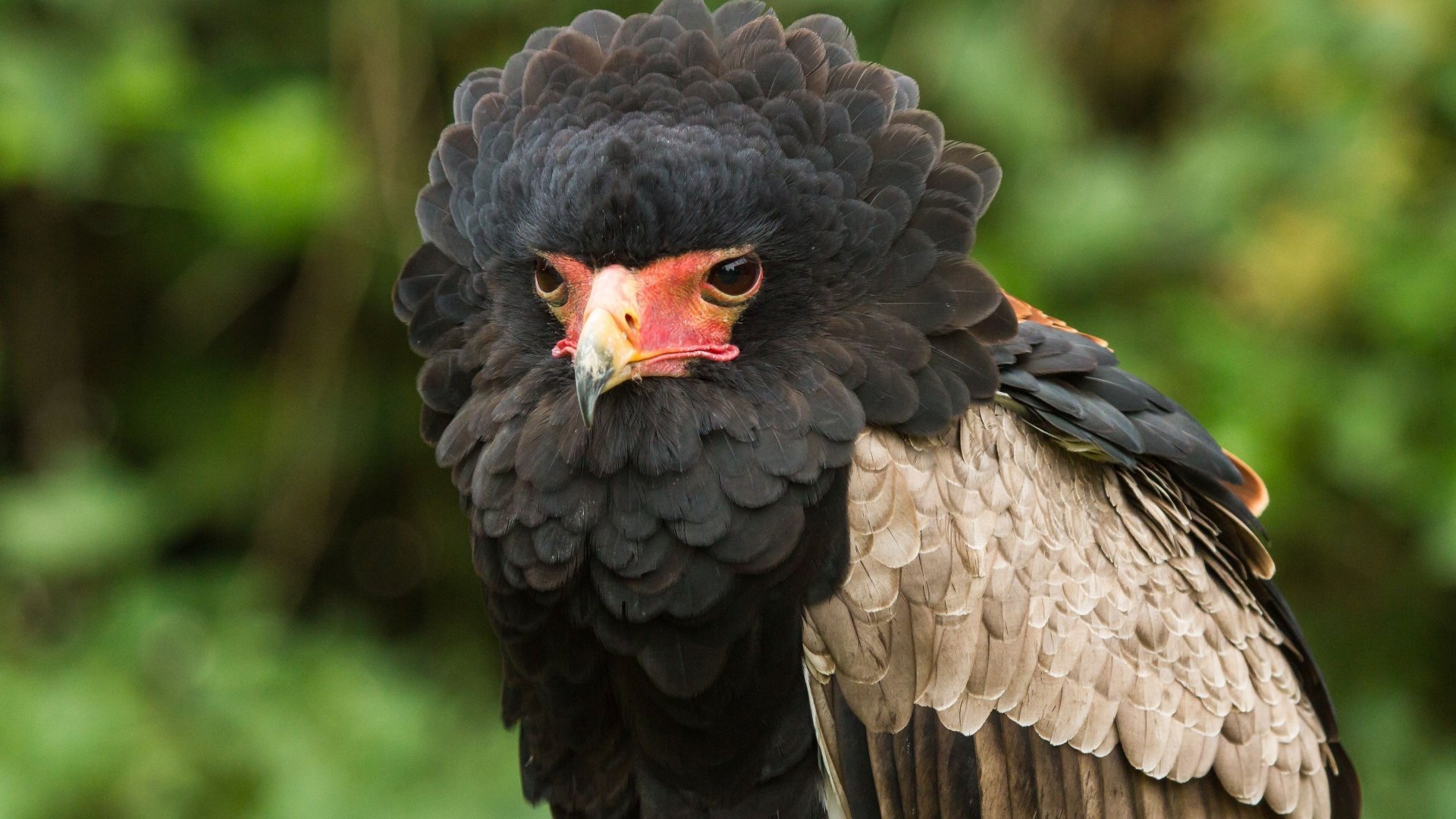 caracara Wallpaper