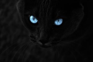 eyes, Cats, Blue, Eyes