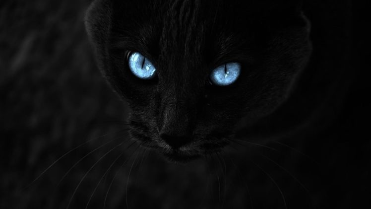 eyes, Cats, Blue, Eyes HD Wallpaper Desktop Background