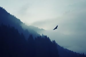 nature, Mountain, Falcon
