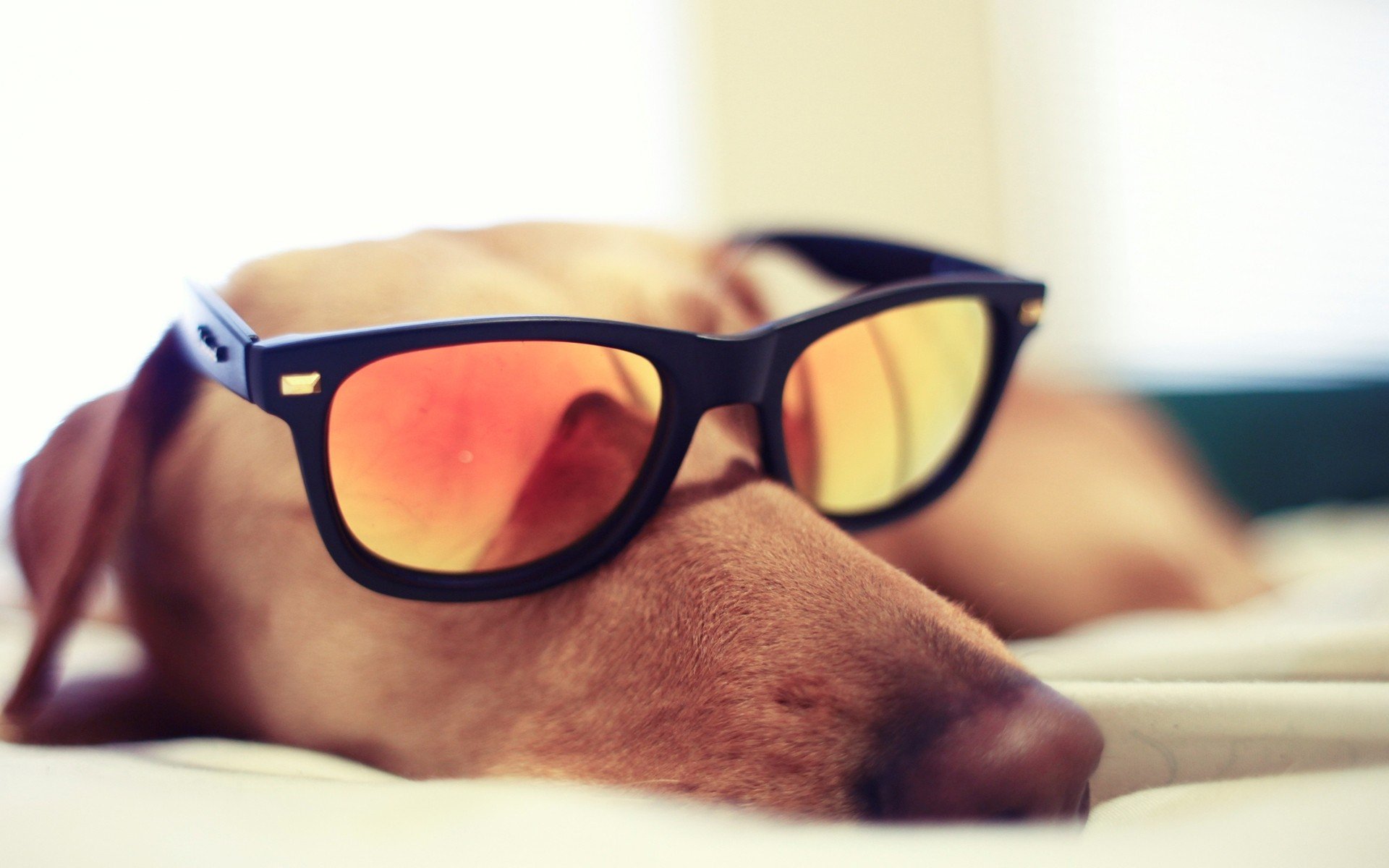 best, Dogs, Photos Wallpaper