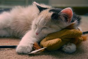 cat, Sleeping, Wit, A, Toy