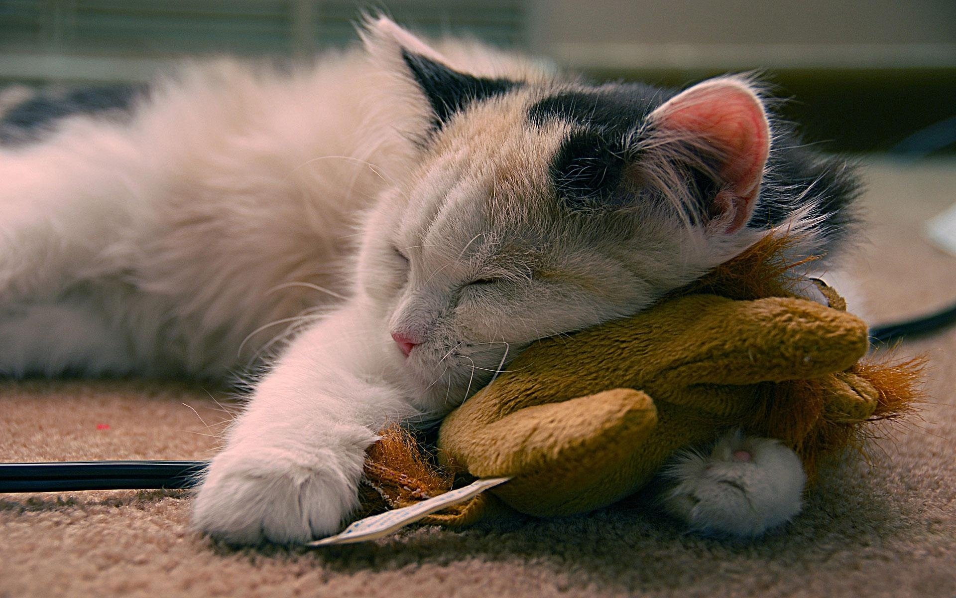 cat, Sleeping, Wit, A, Toy Wallpaper