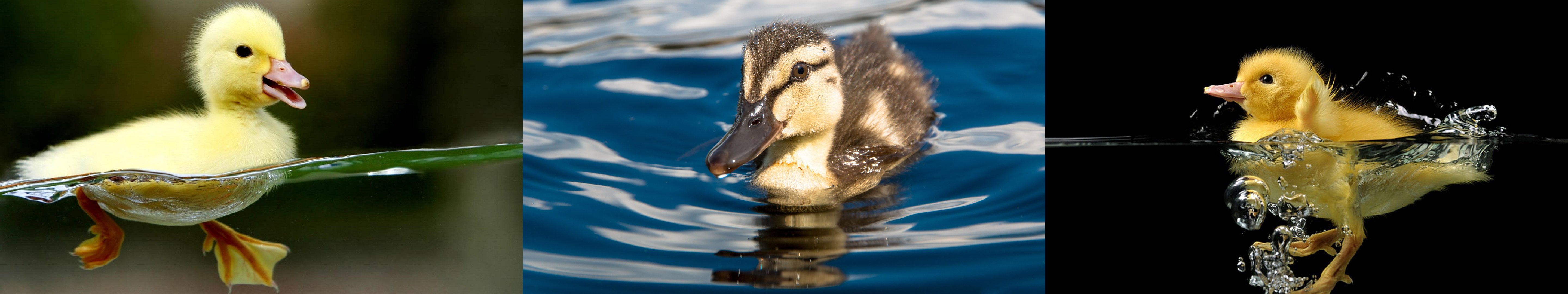 wallpaper, Triple, Multi, Multiple, Screen, Monitor, Bird, Birds, Duc Wallpaper