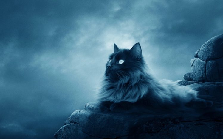 cats, Animals, Smoke, Full, Moon HD Wallpaper Desktop Background
