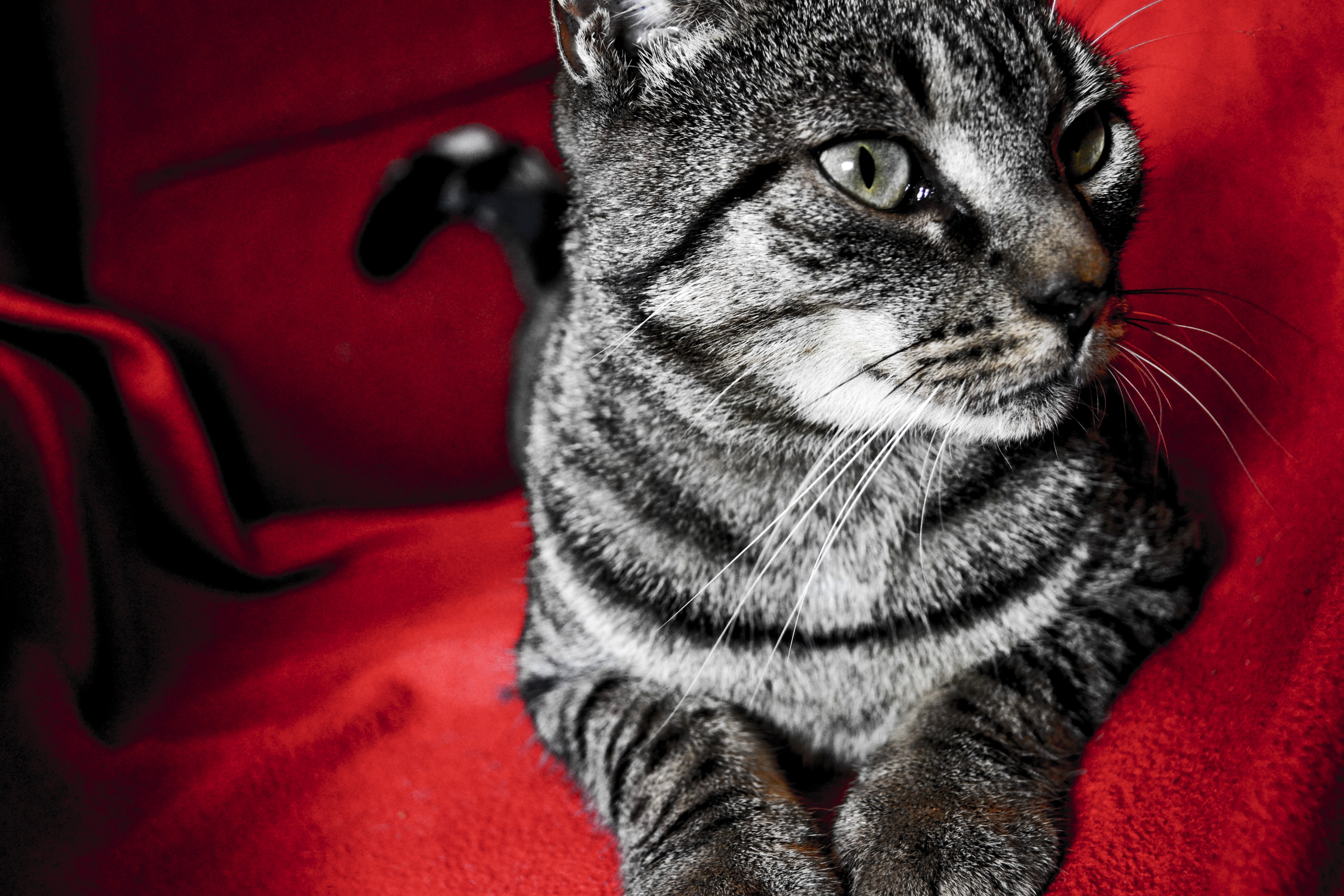 red, Cats, Animals, Grey, Paws Wallpaper