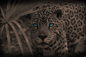 blue, Eyes, Animals, Sepia, Leopards, Selective, Coloring