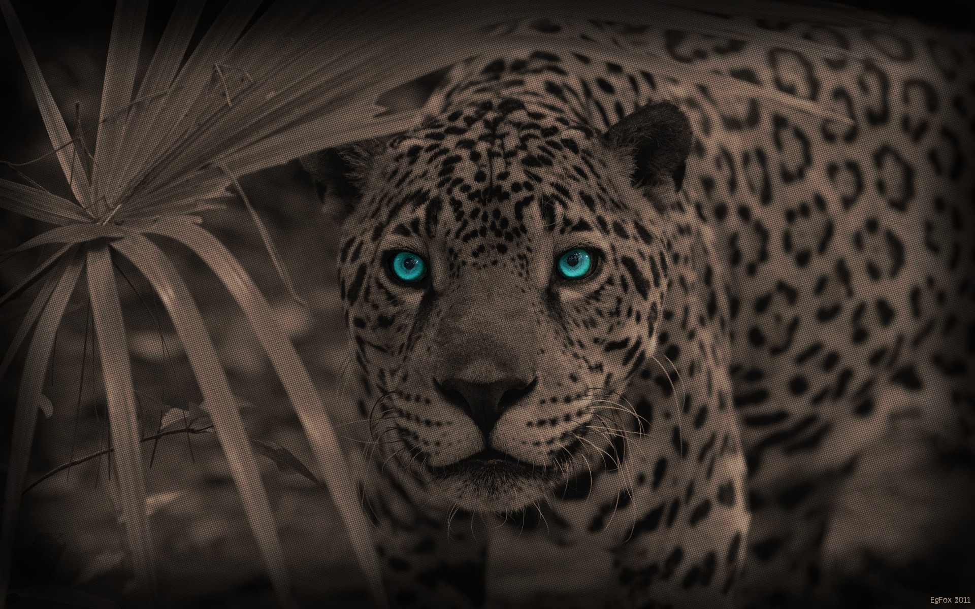 blue, Eyes, Animals, Sepia, Leopards, Selective, Coloring Wallpaper