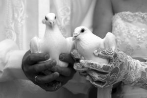 animals, Bird, Dove