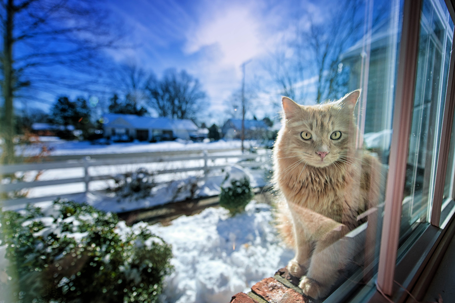 cat, Winter, Window, Ligh Wallpaper