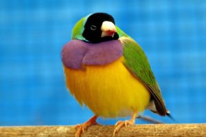 colourful bird amadyniec animal