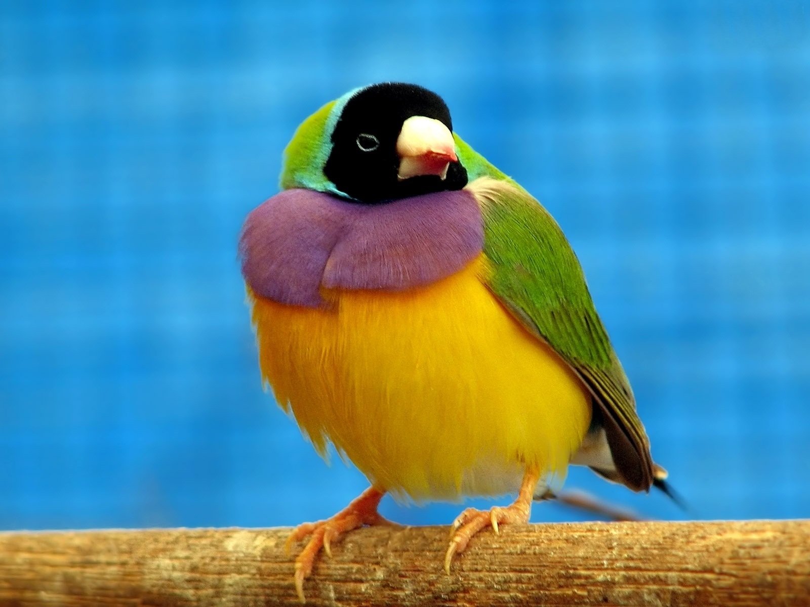 colourful bird amadyniec animal Wallpaper