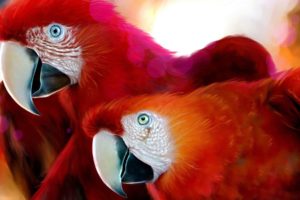 scarlet macaws animal, Birds, Red