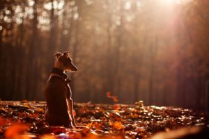 cute, Dog, Animal, Alone, Forest, Autumn