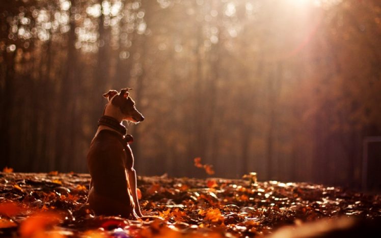cute, Dog, Animal, Alone, Forest, Autumn HD Wallpaper Desktop Background