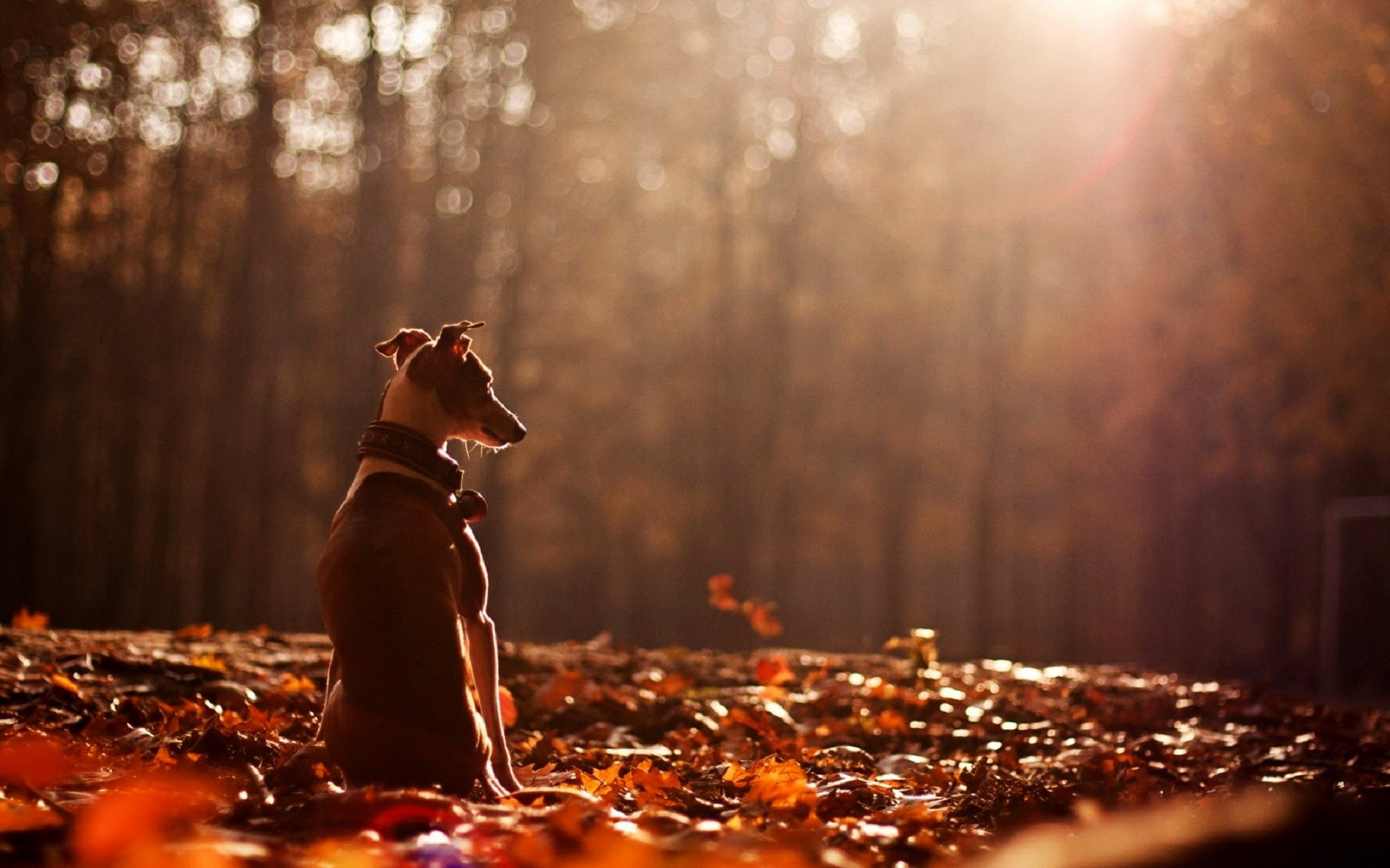 cute, Dog, Animal, Alone, Forest, Autumn Wallpaper