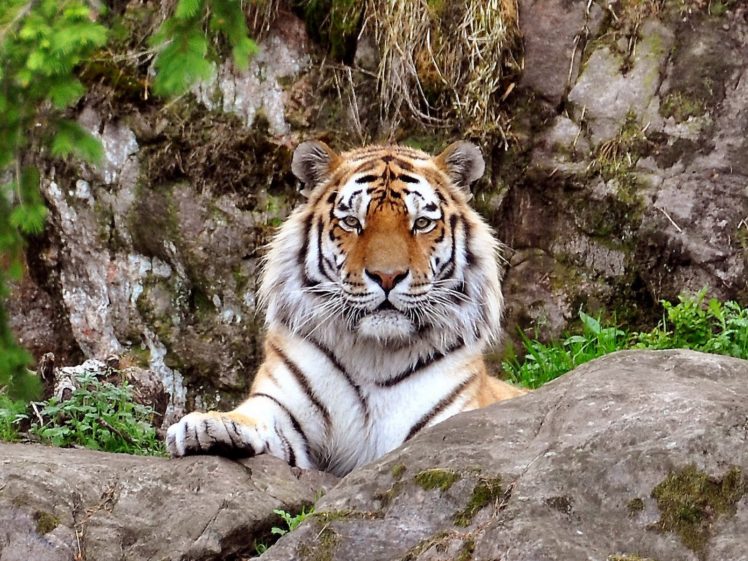 tiger HD Wallpaper Desktop Background