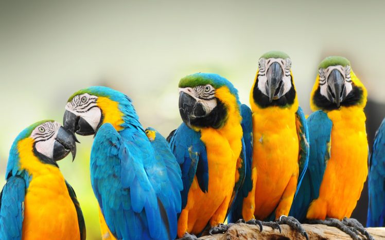 mocking bird animal nature HD Wallpaper Desktop Background