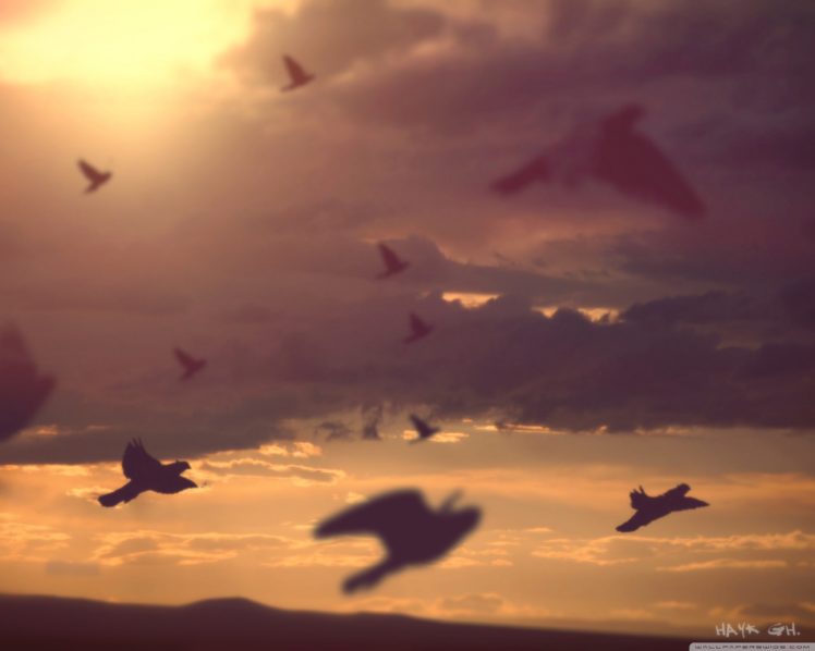 birds, Sky HD Wallpaper Desktop Background