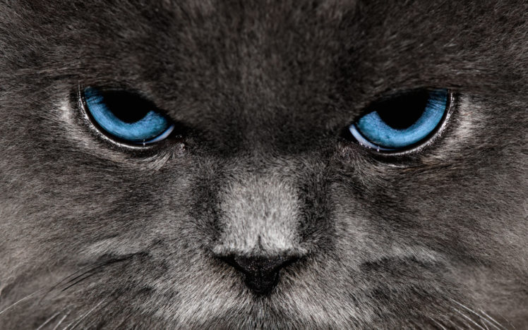 angry, Cat HD Wallpaper Desktop Background