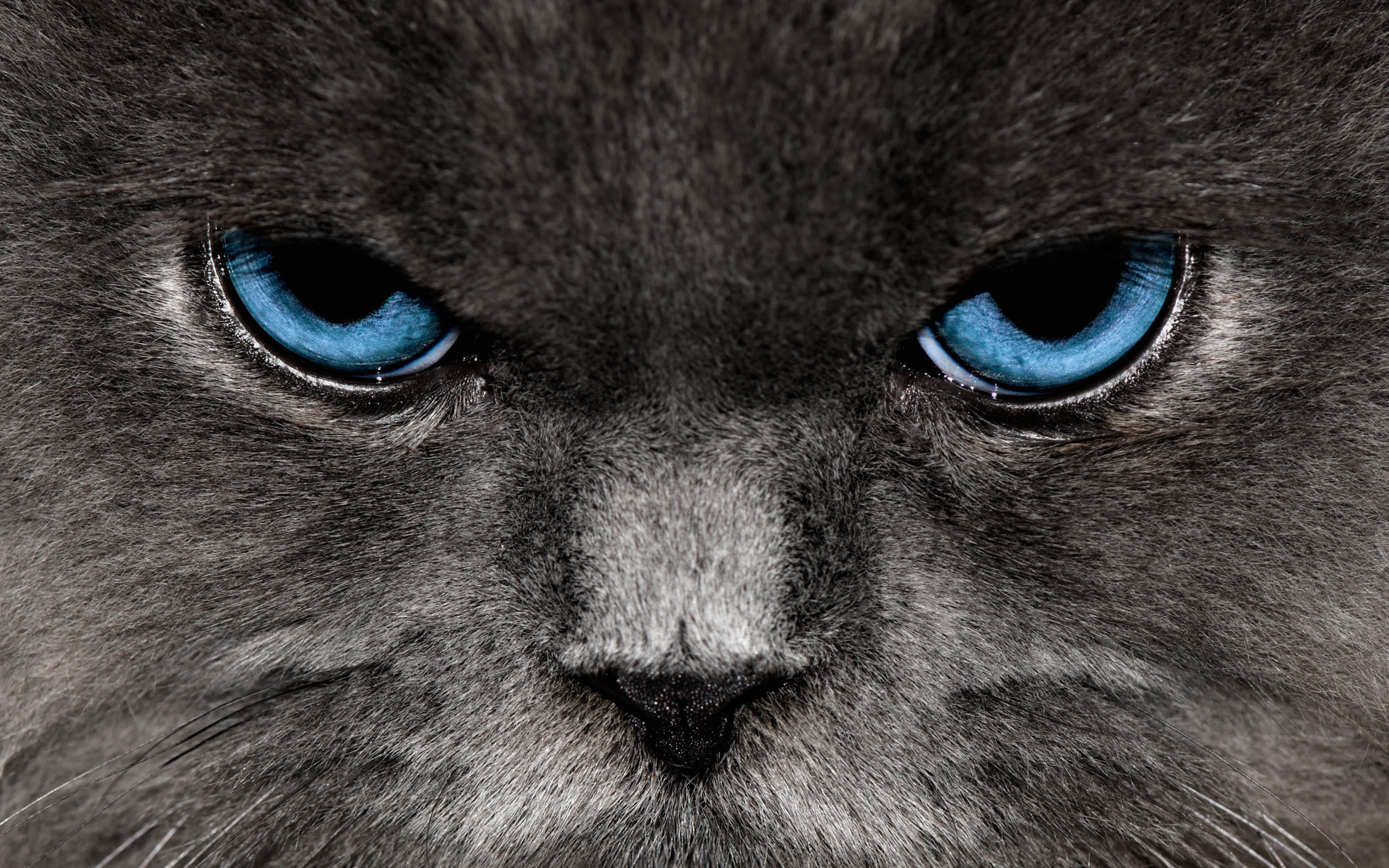 angry, Cat Wallpaper