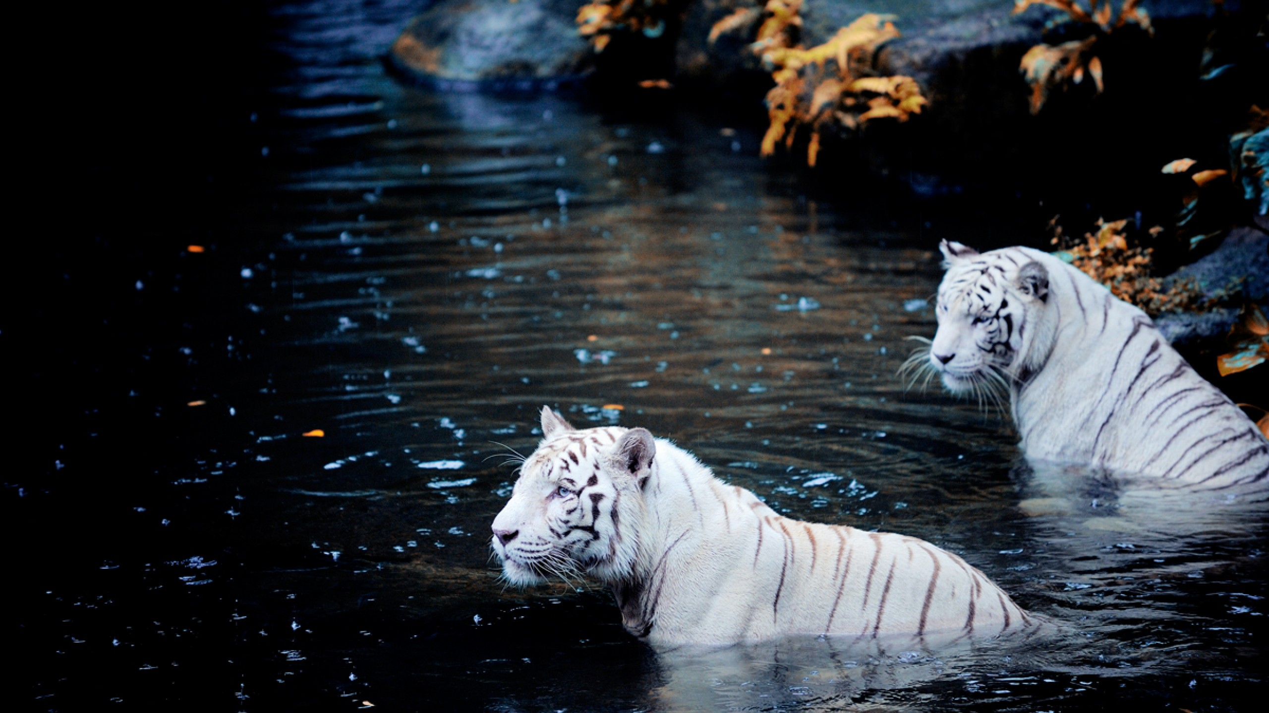 white, Tigers Wallpaper