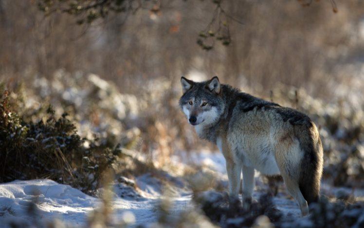 wolf, Winter, Nature HD Wallpaper Desktop Background