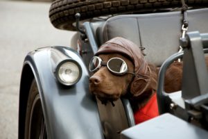 motorcycle, Passenger, Dog