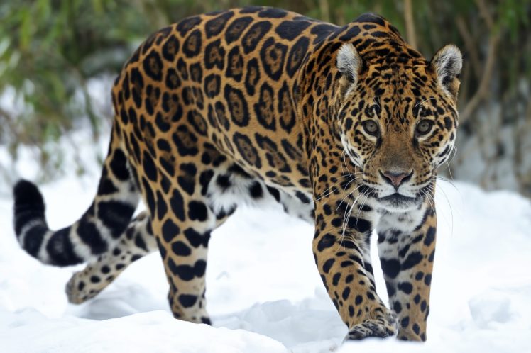 big, Cats, Jaguars, Glance, Snow, Animals HD Wallpaper Desktop Background