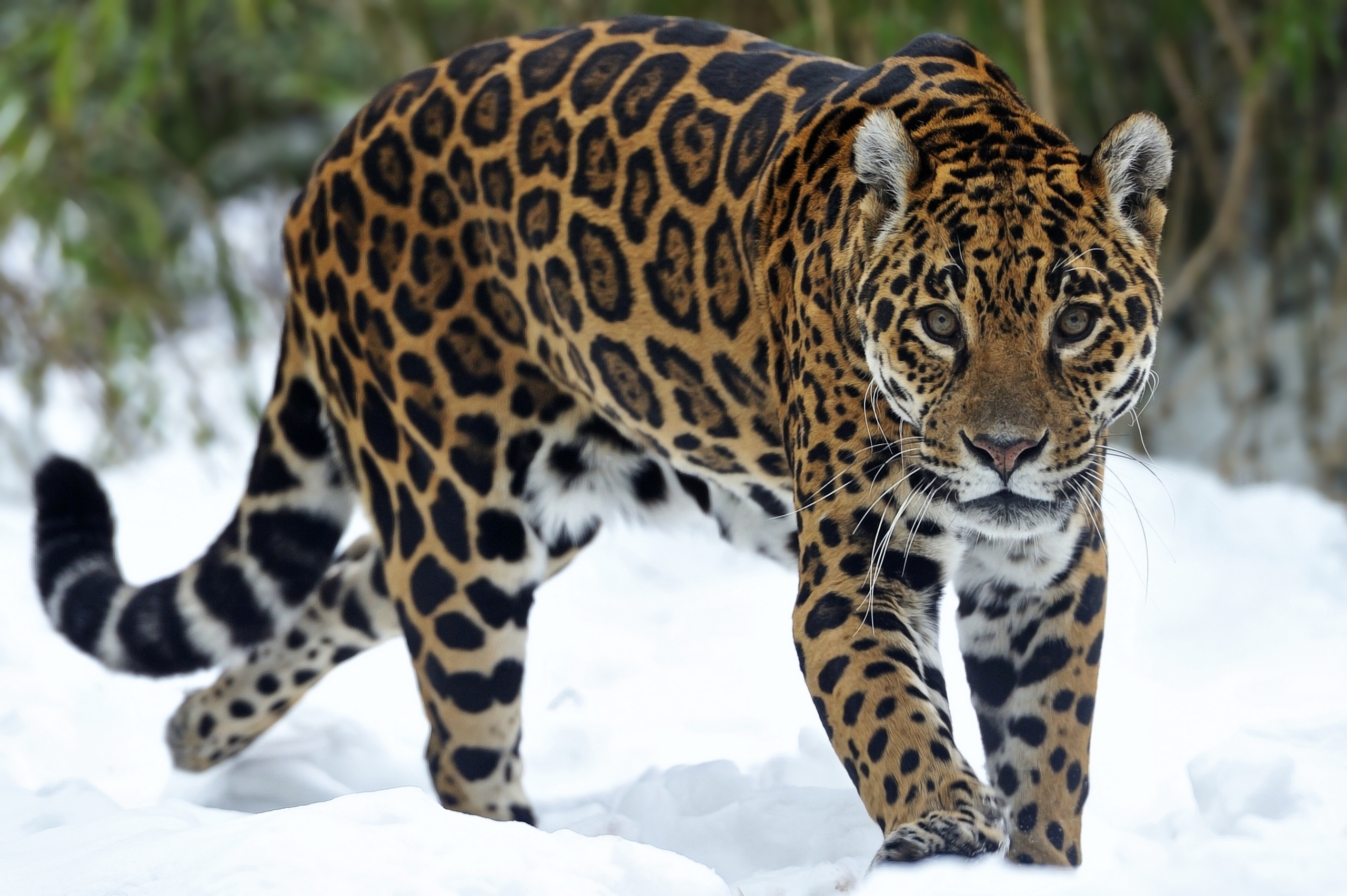 big, Cats, Jaguars, Glance, Snow, Animals Wallpaper