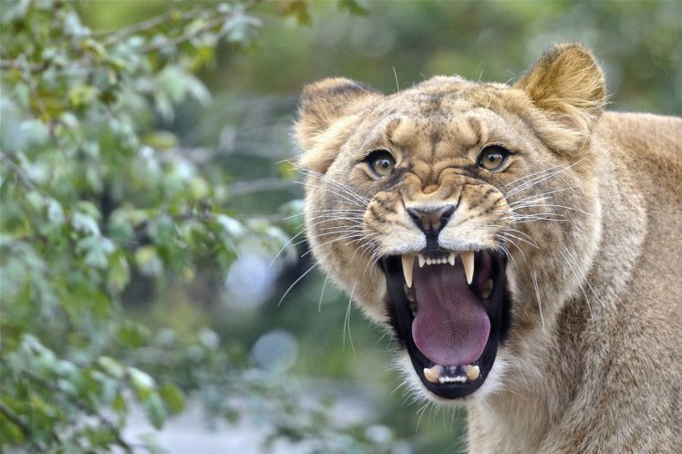 big, Cats, Lions, Roar, Glance, Teeth, Animals HD Wallpaper Desktop Background