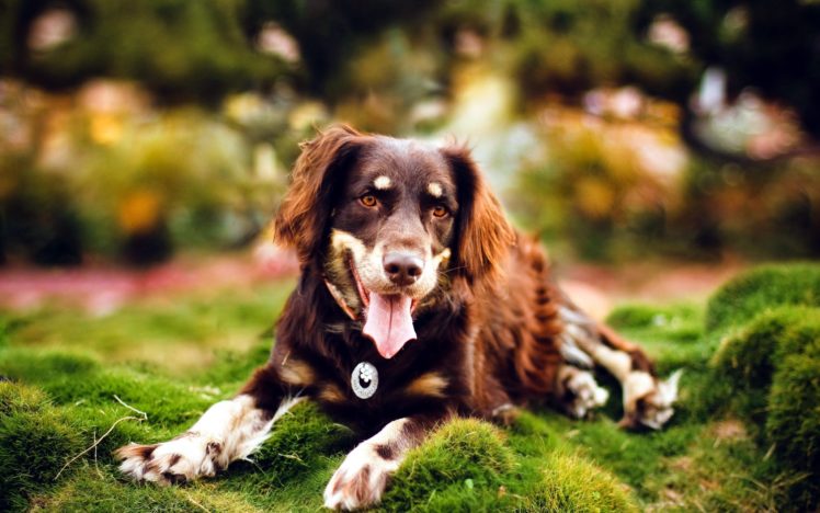dog, Brown HD Wallpaper Desktop Background