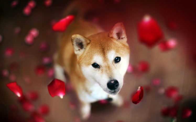 dog, Petals HD Wallpaper Desktop Background