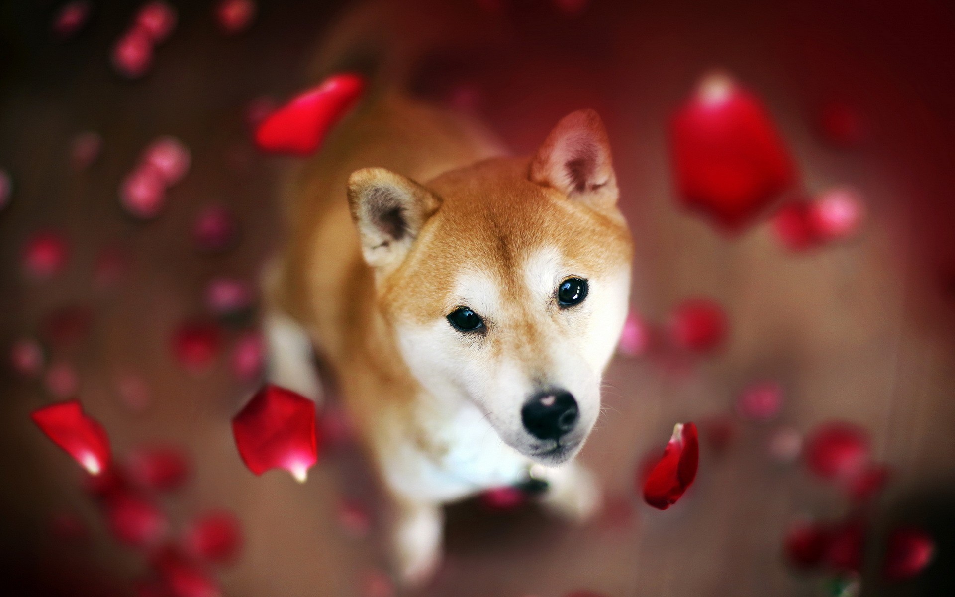 dog, Petals Wallpaper