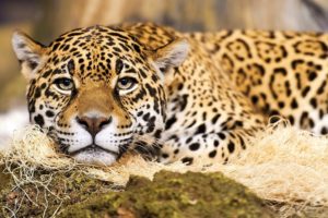 jaguar, Muzzle, Whiskers, Spots, A, Predator, Eyes