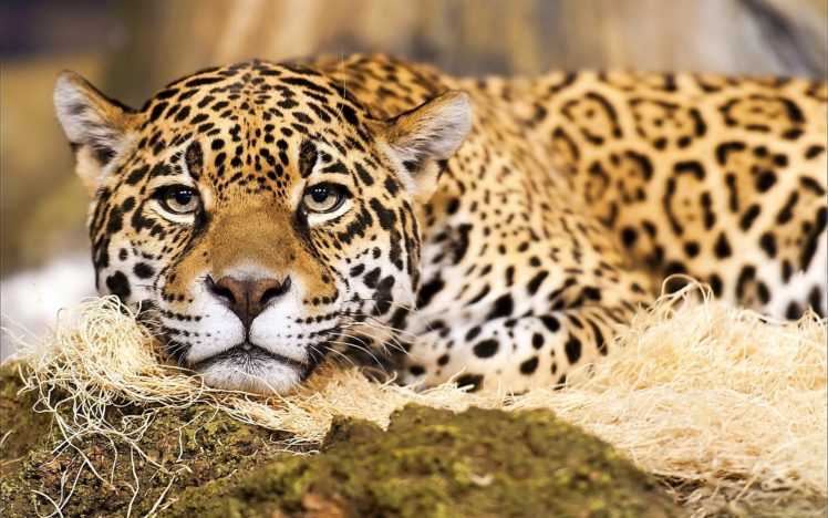 jaguar, Muzzle, Whiskers, Spots, A, Predator, Eyes HD Wallpaper Desktop Background