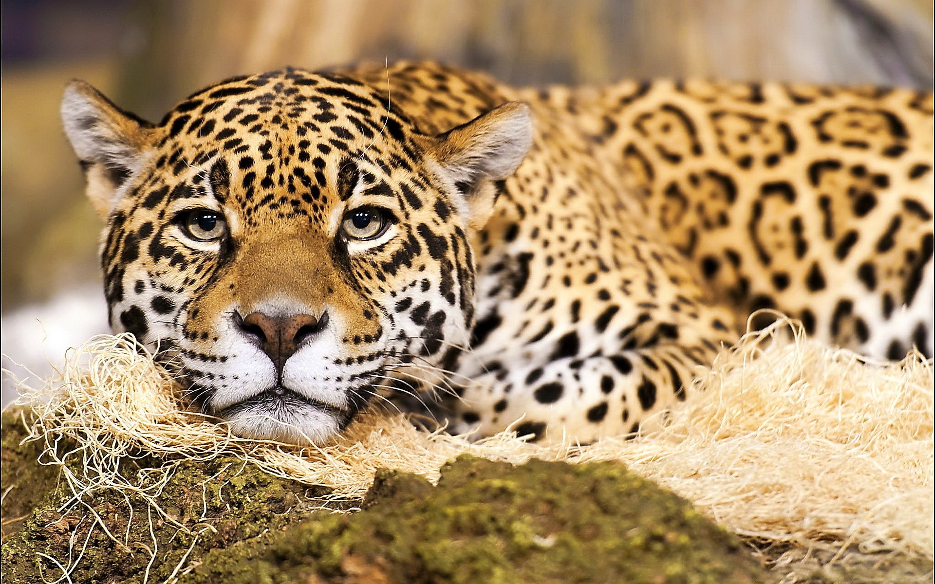 jaguar, Muzzle, Whiskers, Spots, A, Predator, Eyes Wallpaper